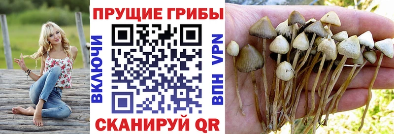 Купить  Баймак  Псилоцибиновые грибы MAGIC MUSHROOMS 